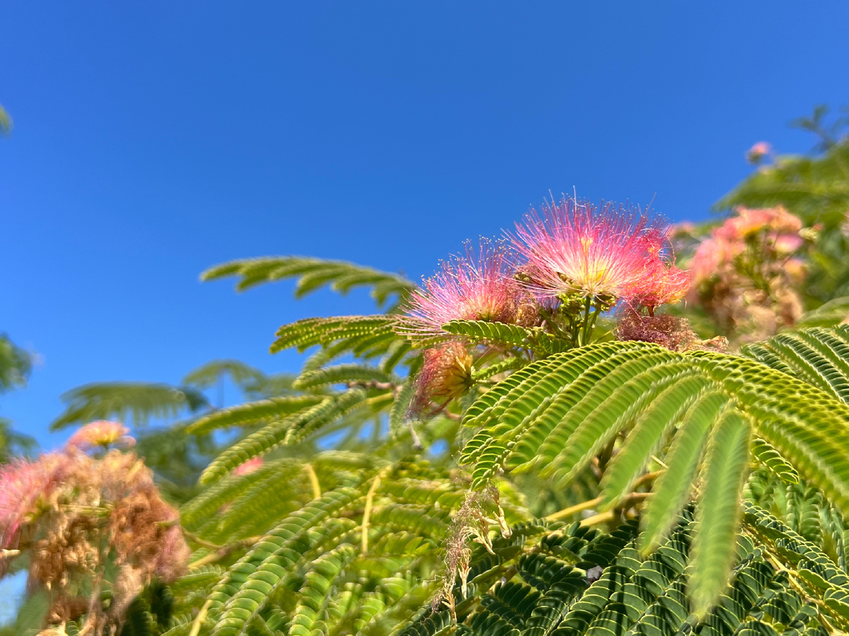 Сейчас в Крыму цветет акация Ленкоранская. Очень красивое дерево