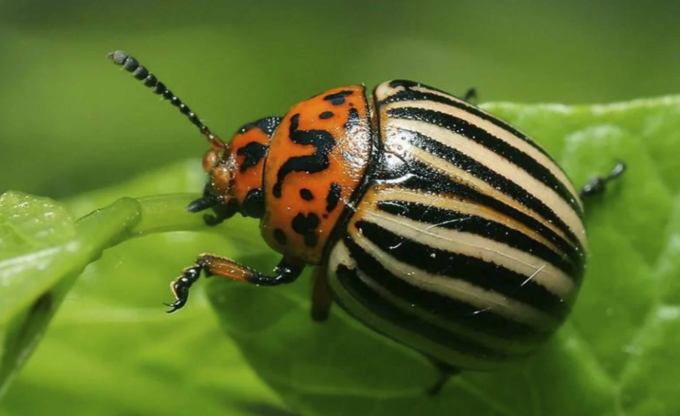 Колорадский жук