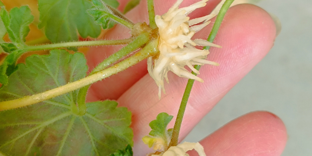 Как укоренить черенок пеларгонии