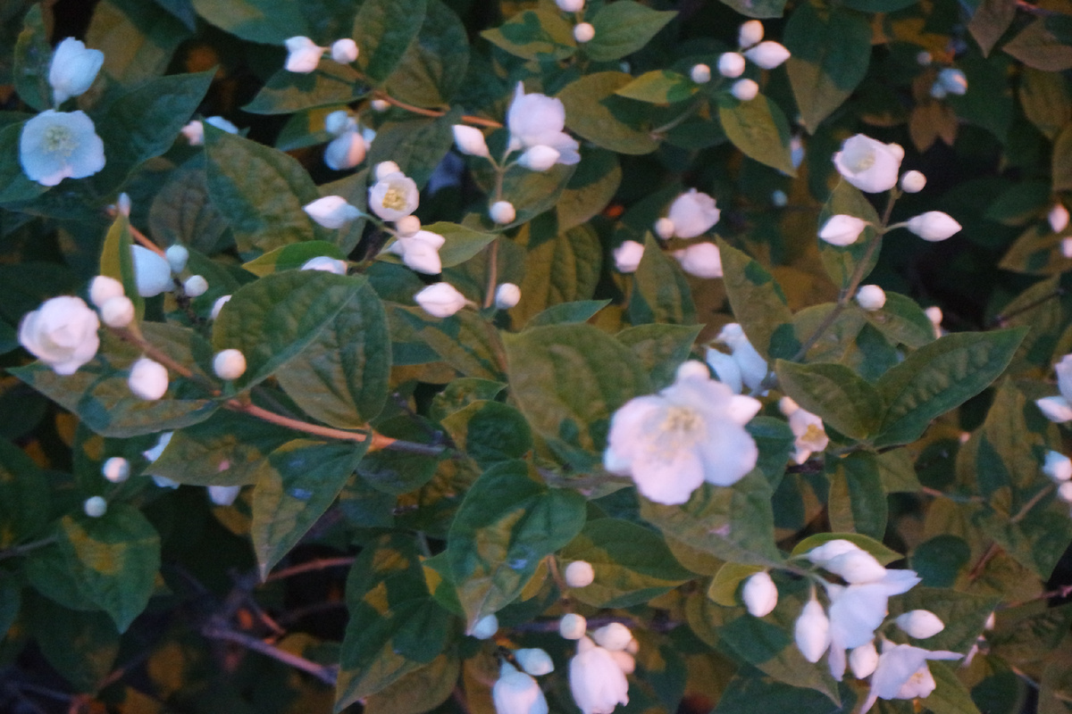 одуряюще пахнет жасмин и...