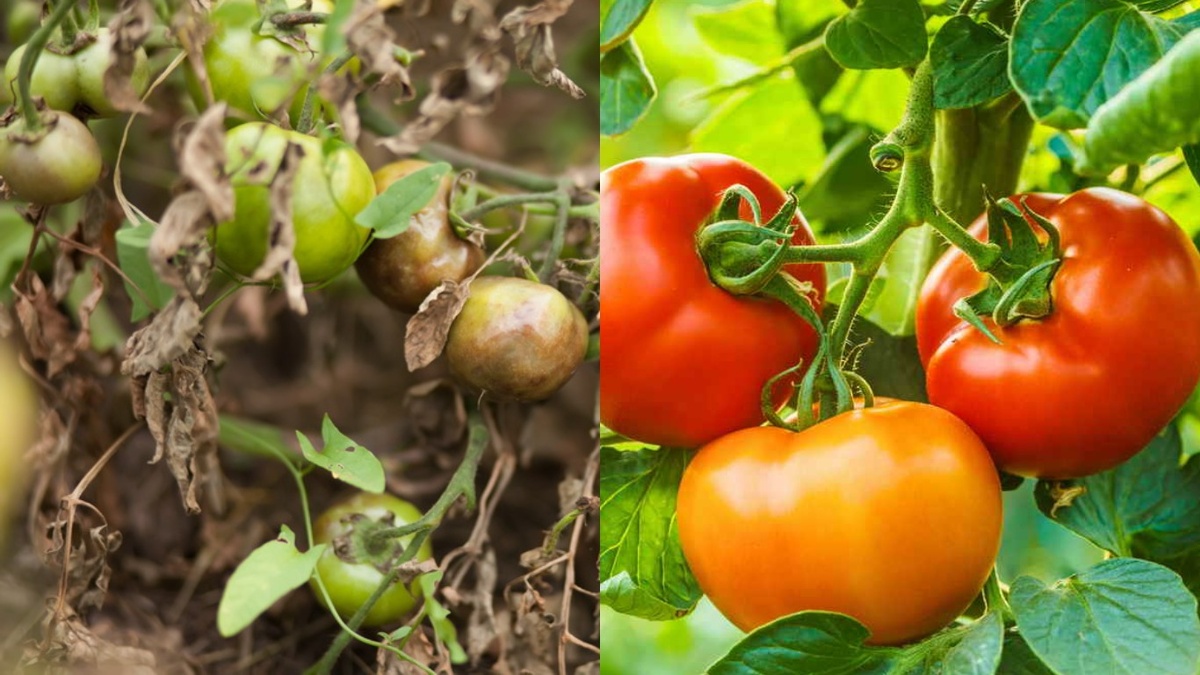 Разница между правильной схемой защиты и хаотичными обработками очевидна