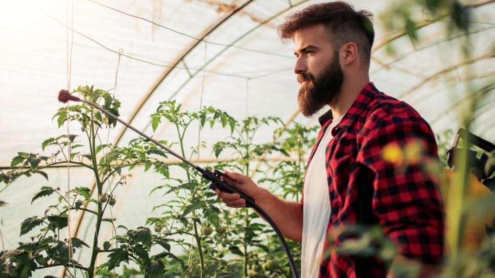 Правильное время обработки - раннее утро при температуре не выше 25 градусов