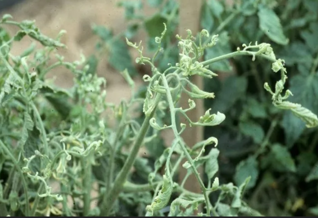 Закручивание вмесие с уменьшением пластин - тревожный знак