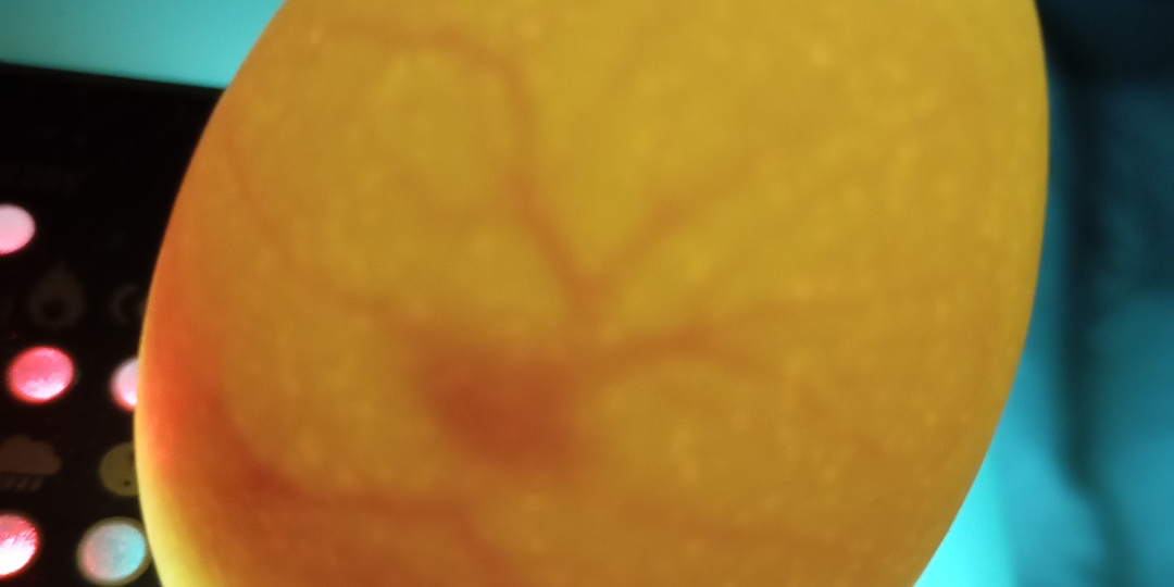 Моя попытка номер два. 6 день в инкубаторе.