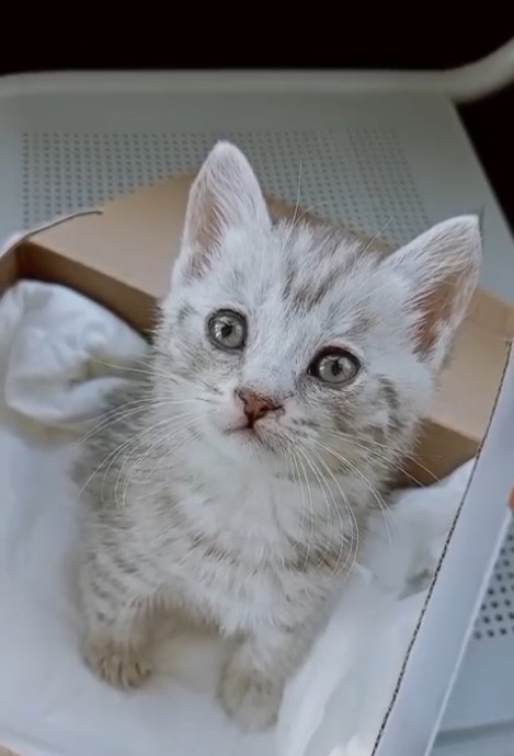 маленькая Смокки