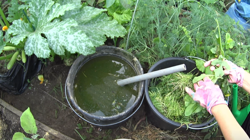 Разбираю 5 заблуждений о зеленом удобрении из травы. Один рецепт заменяет тонну навоза