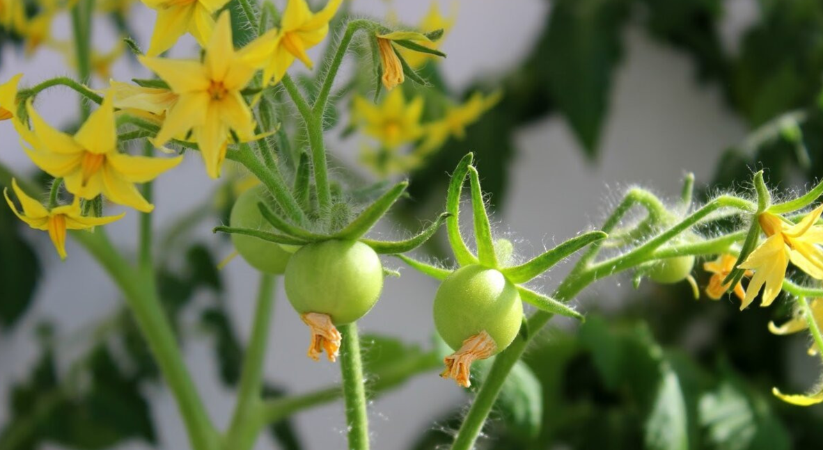Поддержка цветения и профилактика вершинной гнили