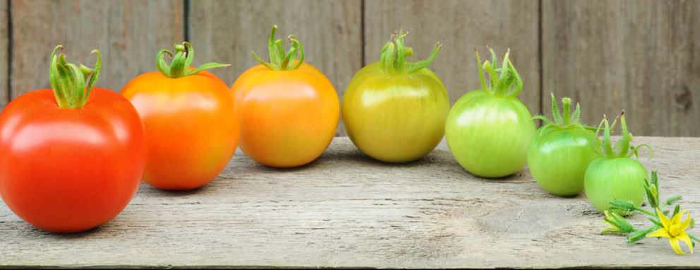 Проверенная схема подкормок ТОМАТОВ на весь сезон от агрономов