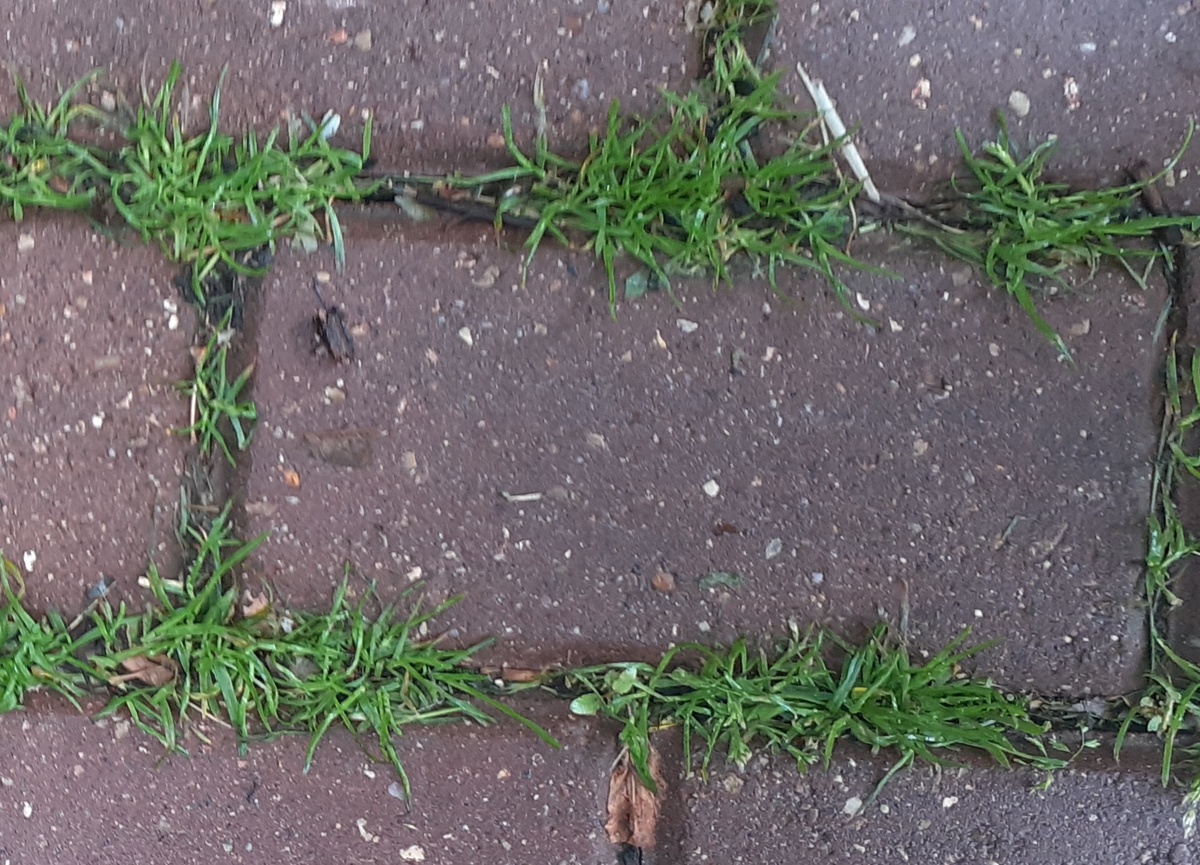 И между плитками тротуара...