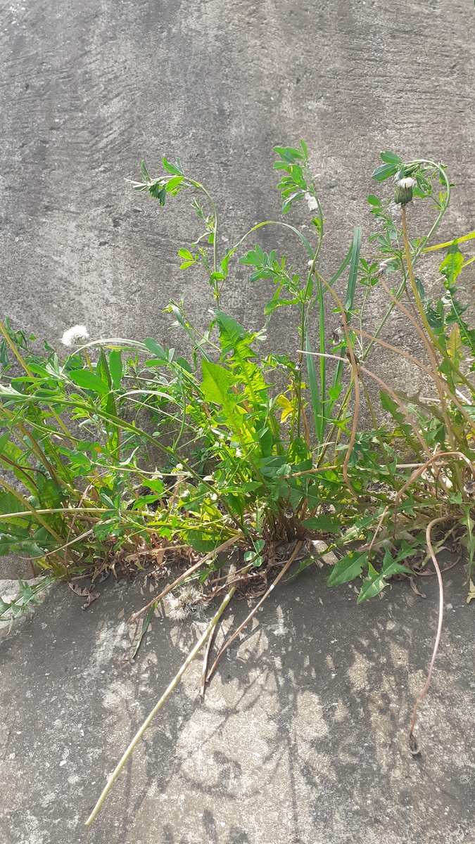 ...и на насыпи  между плит...