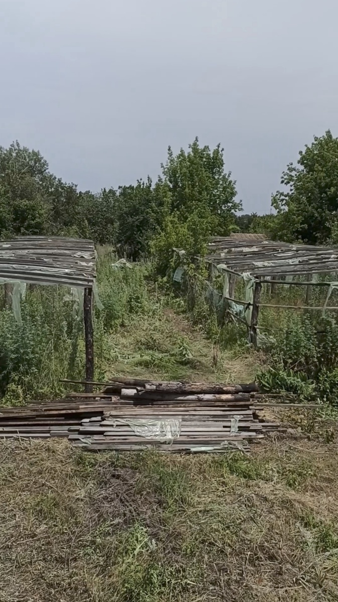 Фото первой недели владения домом. Начинаем разбирать первый парник из трёх, предварительно прочистив к нему подход из сухостоя в рост человека.