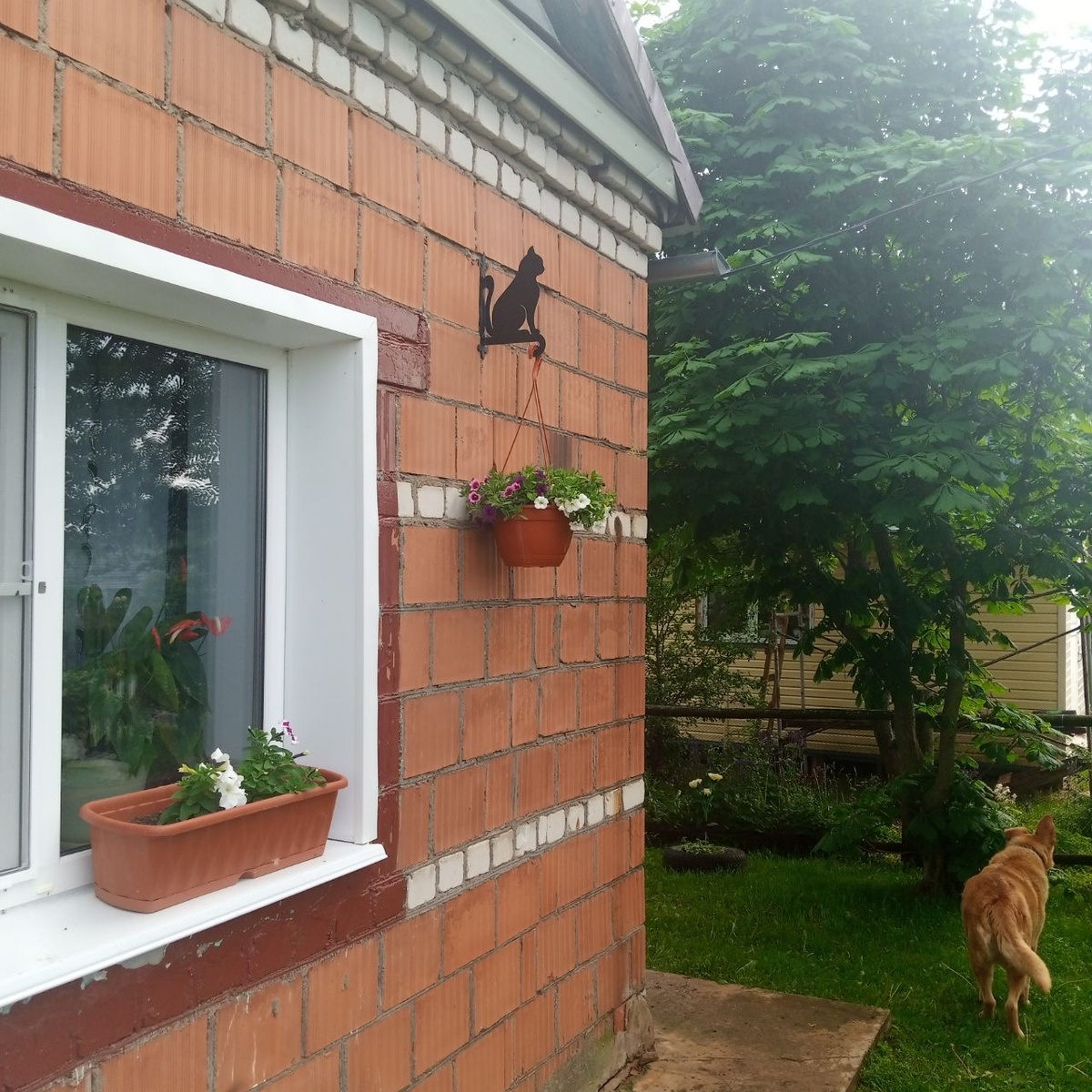 От красавчик висит на доме) И попка Мухтара нашего охраника