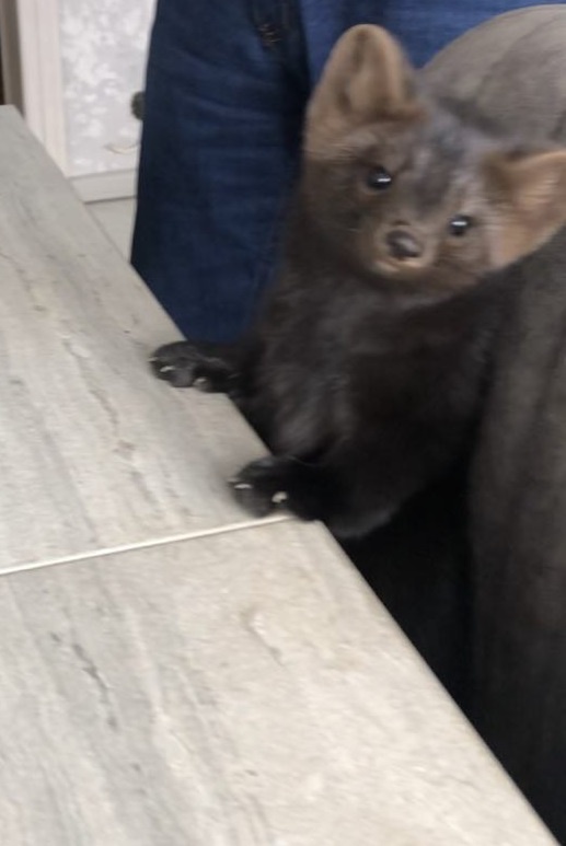 Посмотрите, сколько ума в этих глазках-бусинках.