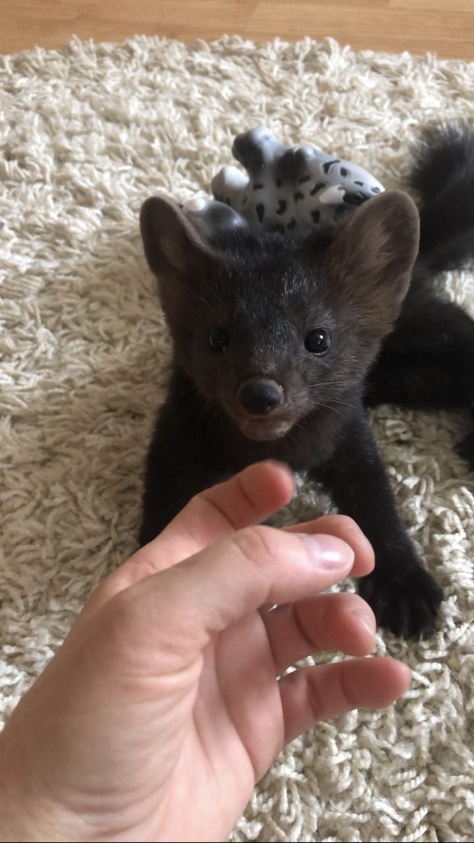 Хитрая мордашка уже что-то затеяла... 