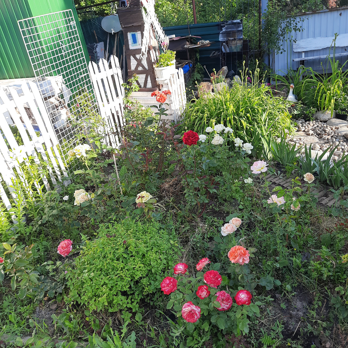 А это он же, со стороны дорожки