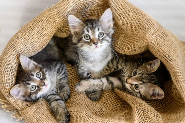 😺Какая кошка вам подходит? Советы по выбору котенка
