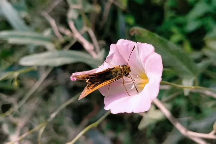 Вьюнок-душитель: Как я выгнала сорняк-терминатор с участка