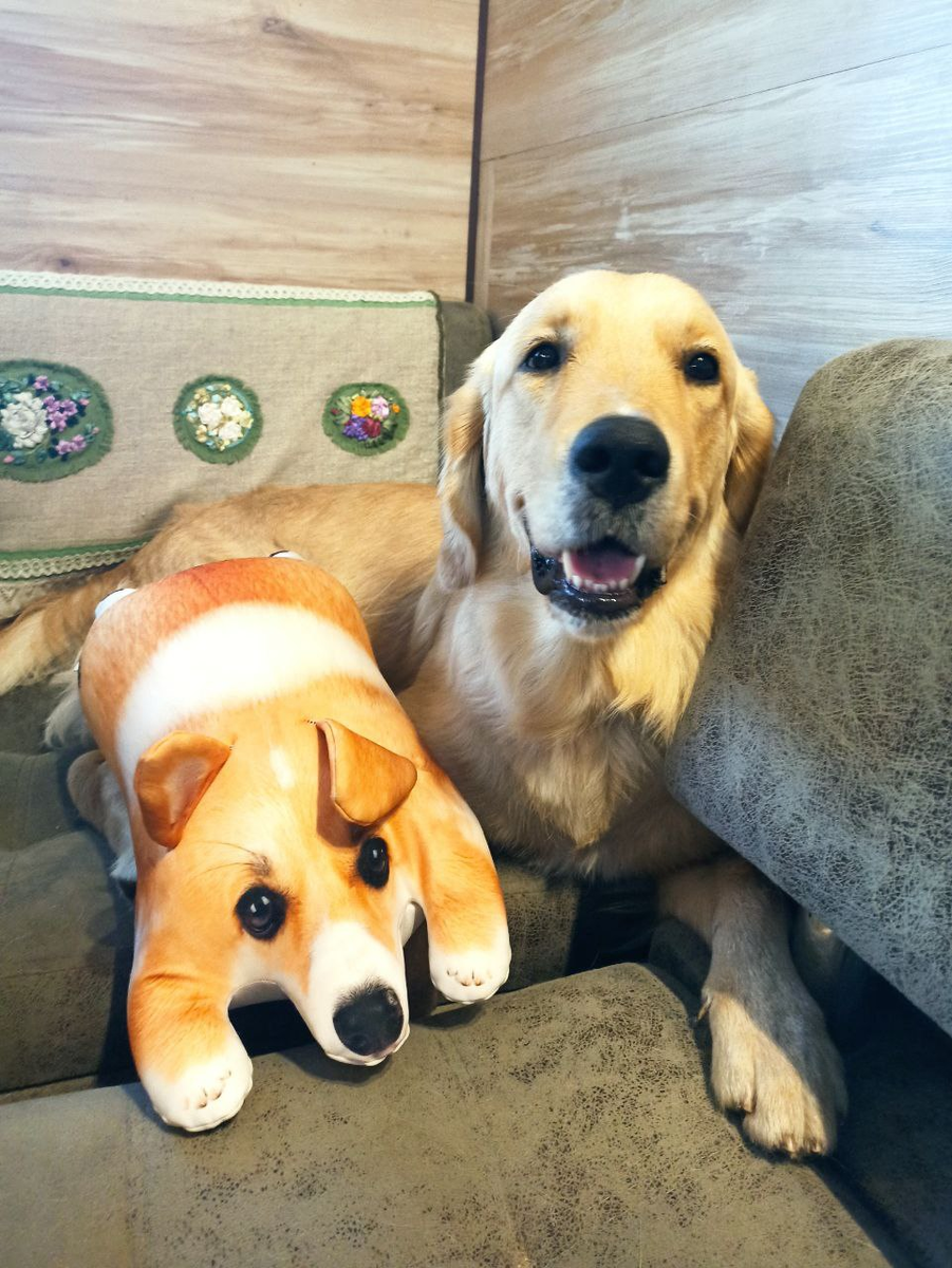 Люся, Лялькин сын Голубая лента