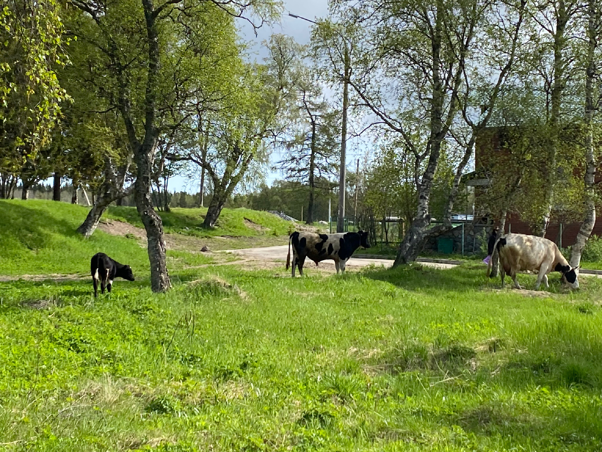 Местный колорит. Фото автора.