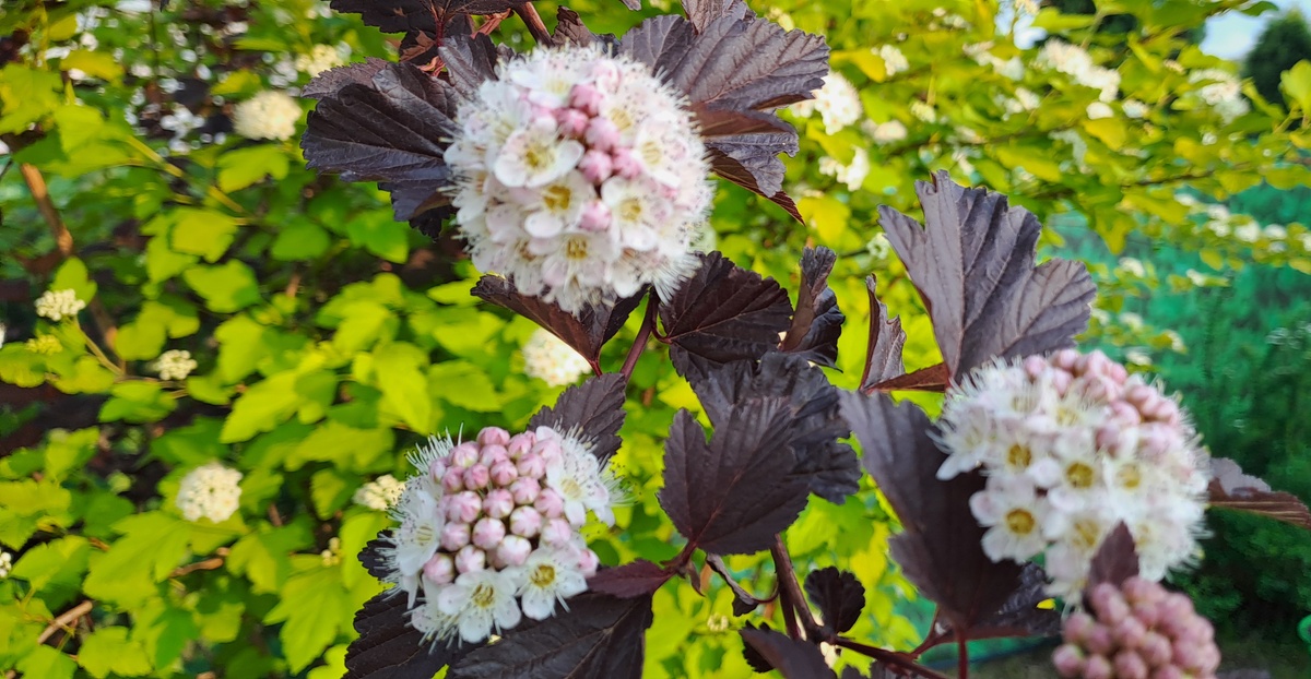 Сорт пузыреплодника  Саммер Вайн