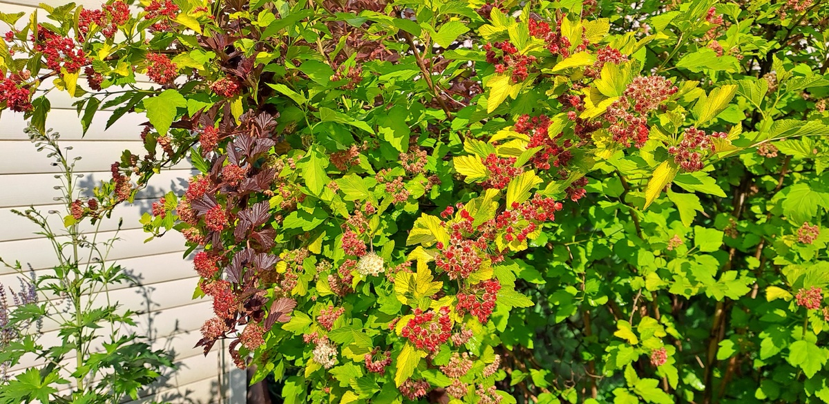 Дартс Голд доминирует в этом дуэте т. к. он старше и куст пышнее