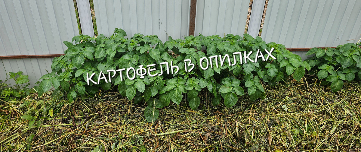 Картофель в опилках (фото: Андрей Л.)