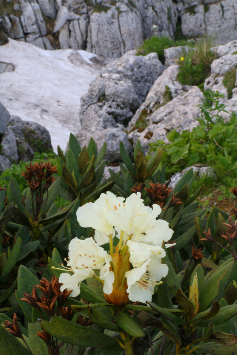Цветет рододендрон кавказский. Все фото в статье сделаны мужем автора блога)