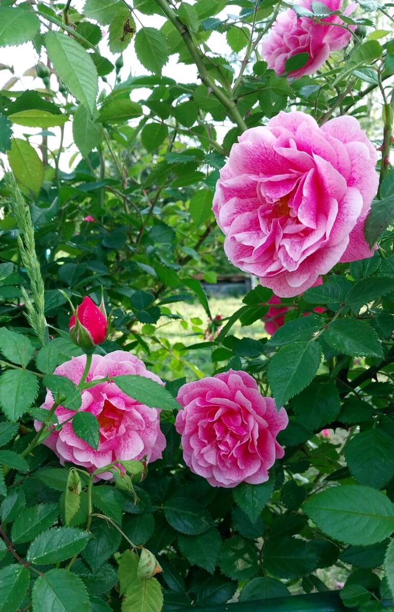 Плетистая роза "Камелот"