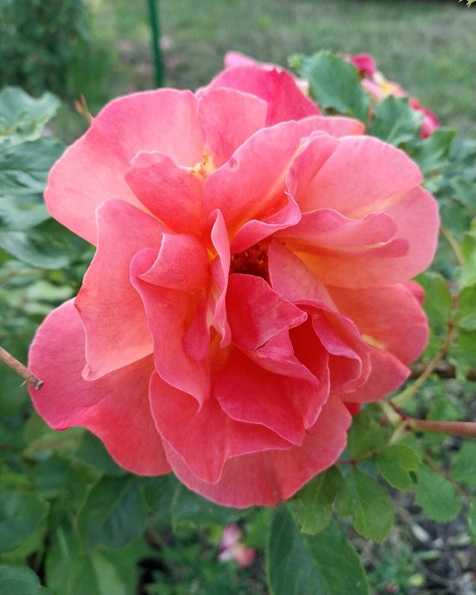 Плетистая роза "Орандж мейландина"