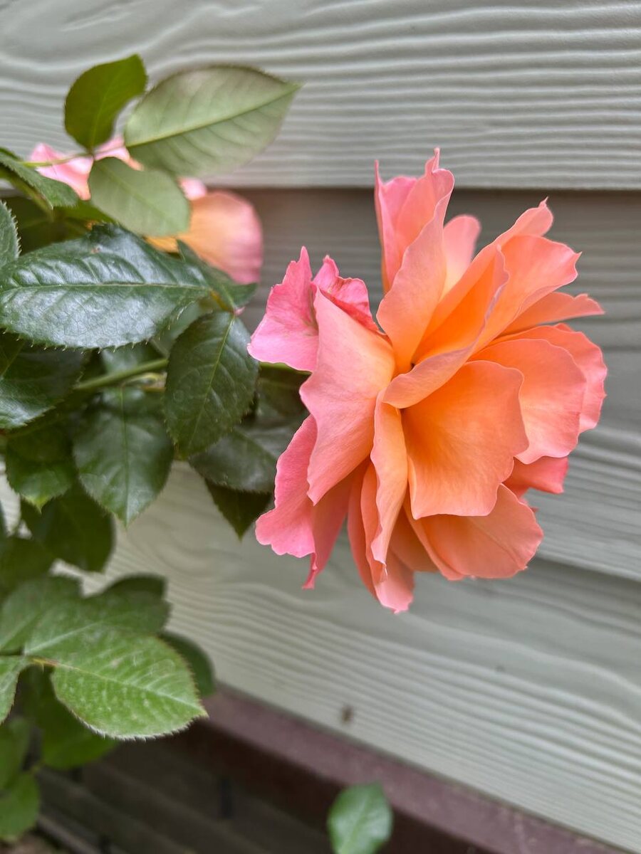 фото из сада Е Иолтуховской