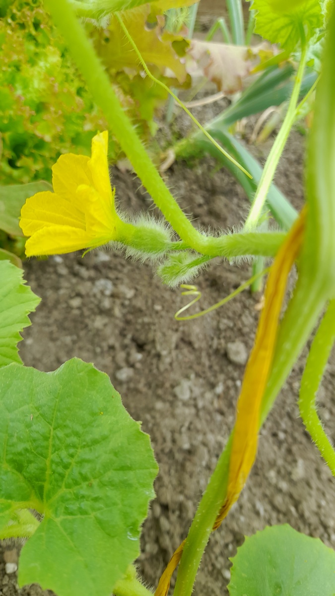 Первая завязь.