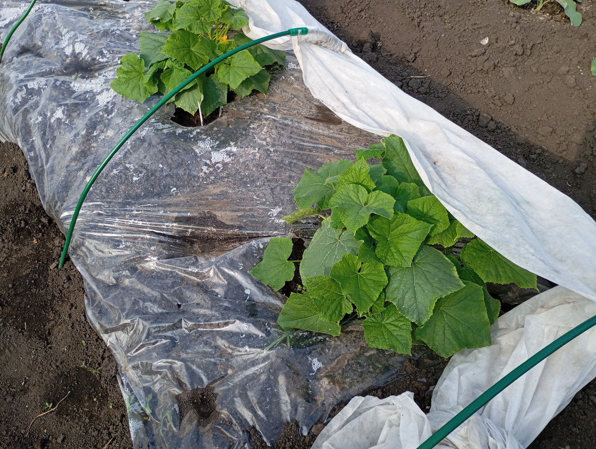 Огурцы фото автора.