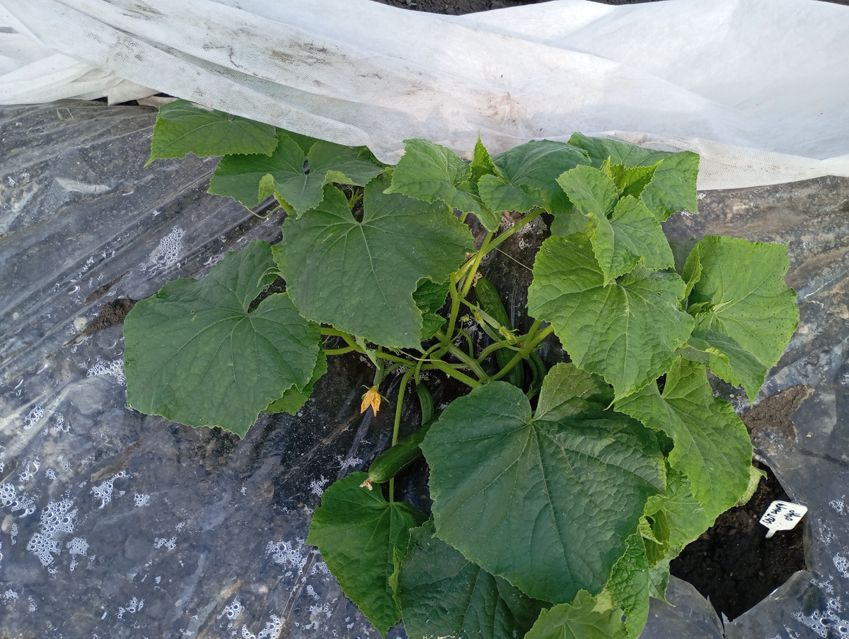 Огурцы, фото автора.