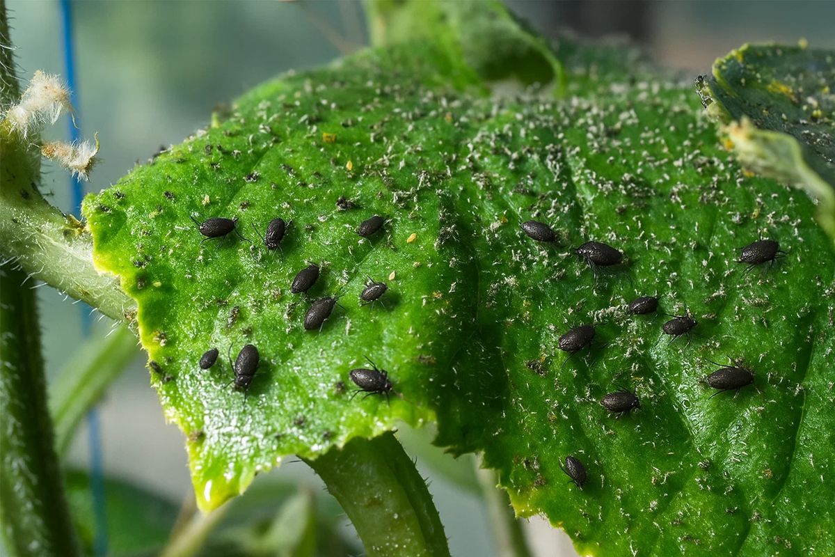 Тля — один из самых опасных и коварных вредителей на садовом участке