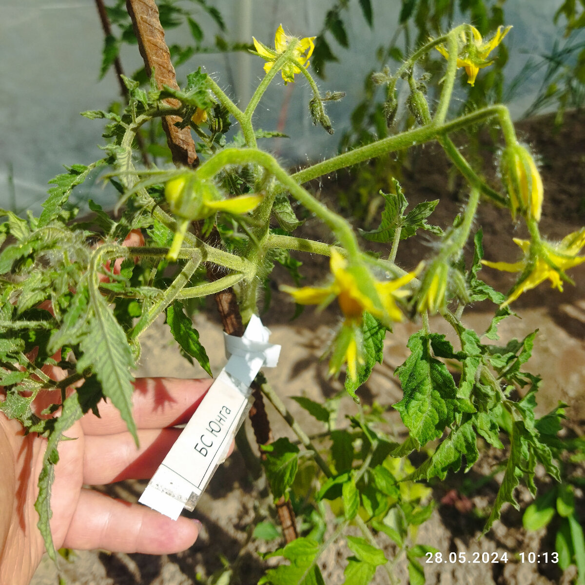 БС Юнга, улица дата фото 28 мая 24 года