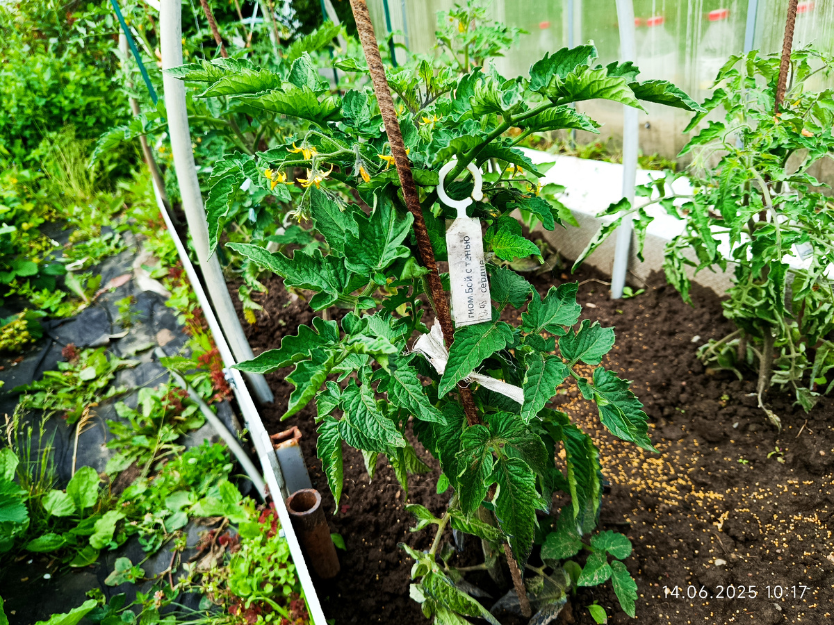 Для примера как цветут томаты 🤭