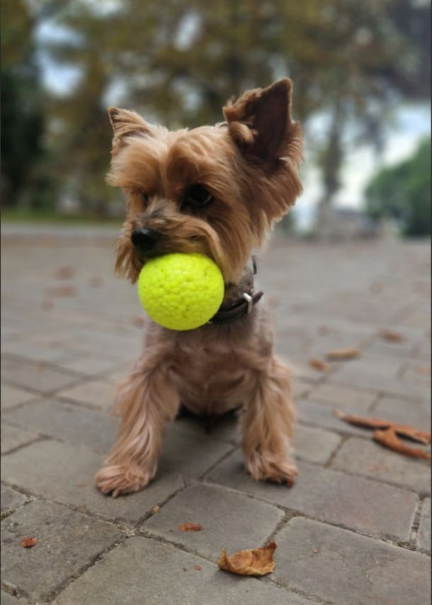 Савва, единоутробный дядька Лялькиного сына Люси.