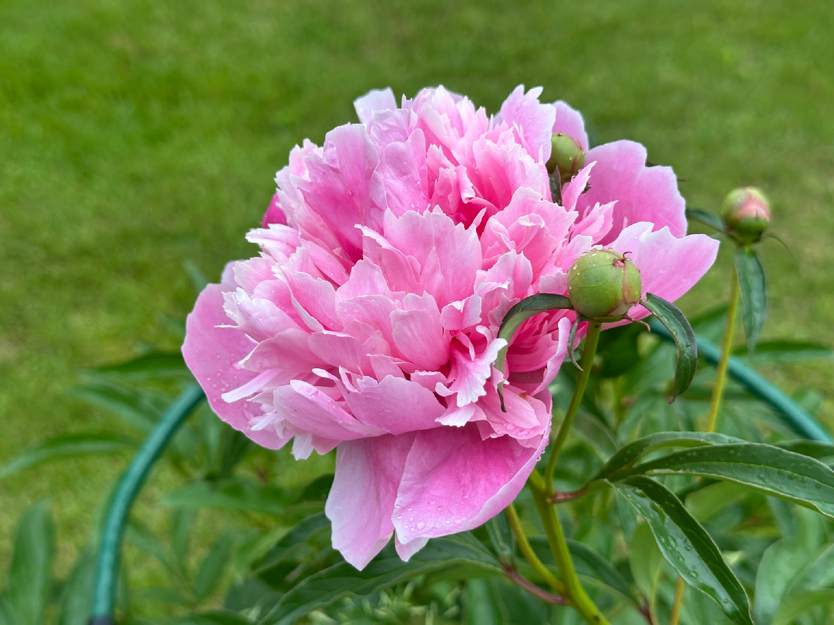 Пион после дождя у мамы на участке