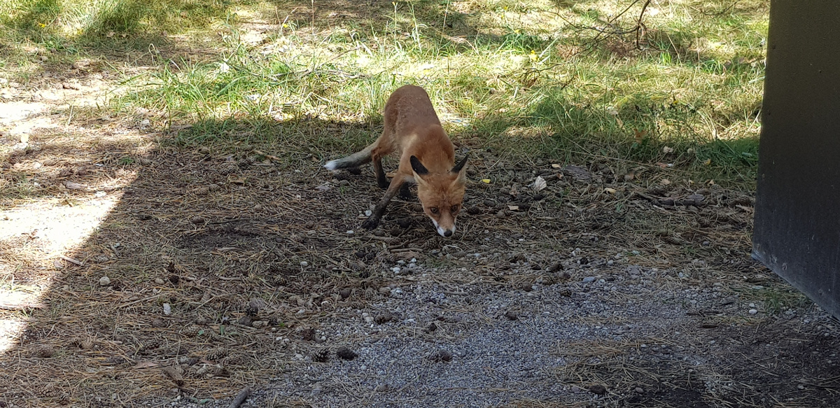 Лиса-попрошайка