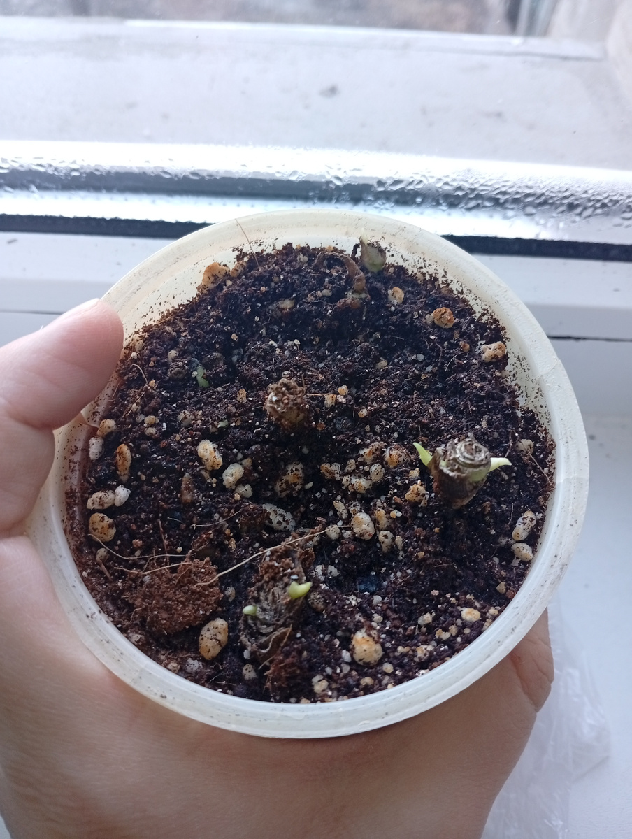 Фото сделано в первых числах марта 2025 г.