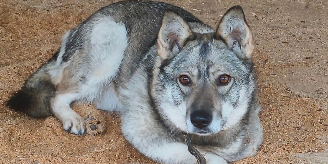 Собака Лада в неравной схватке потеряла лапу, теперь живет в приюте