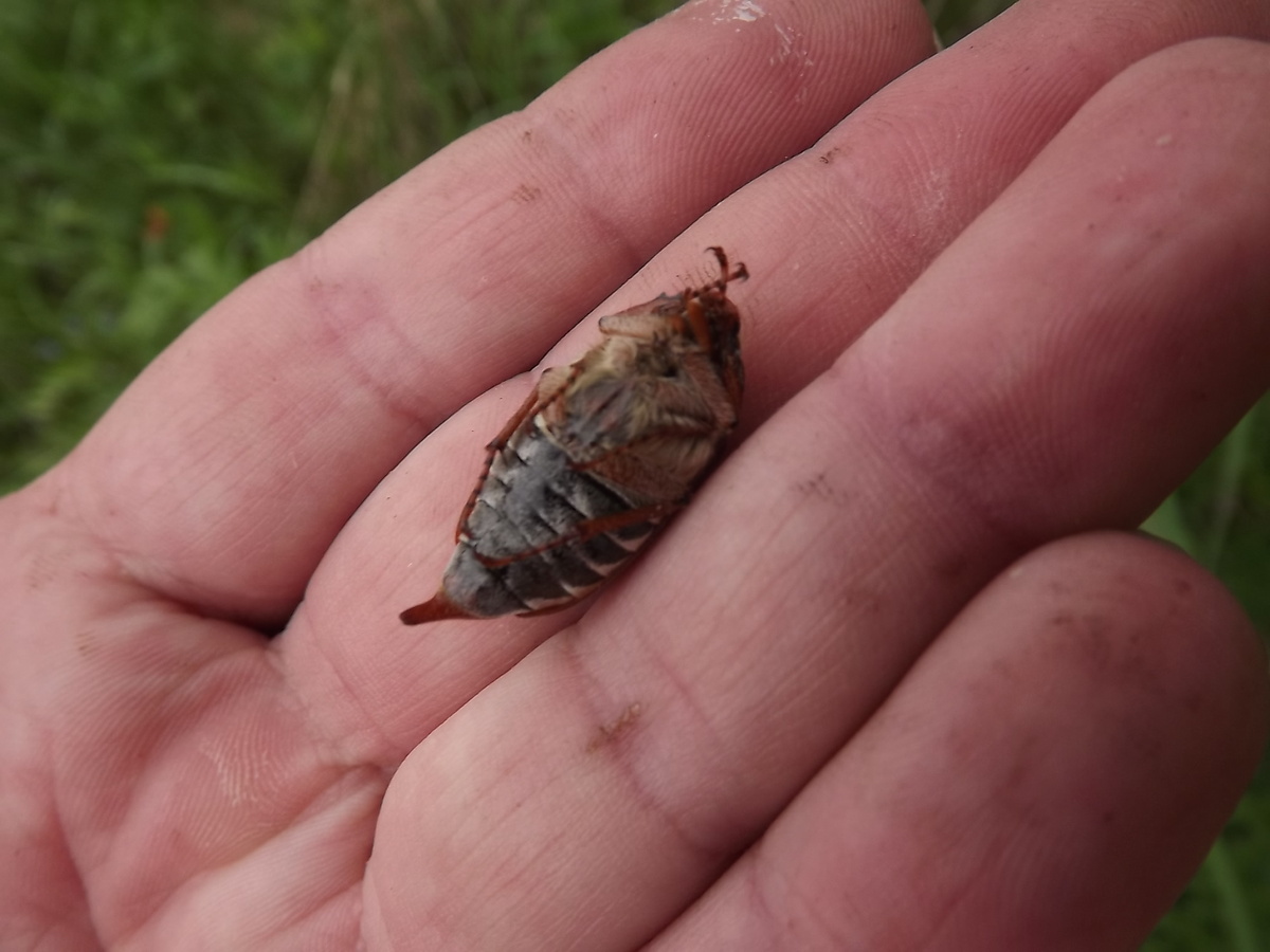 Поджимают ножки и падают
