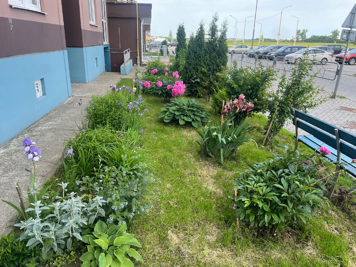 Цветы у моего подъезда