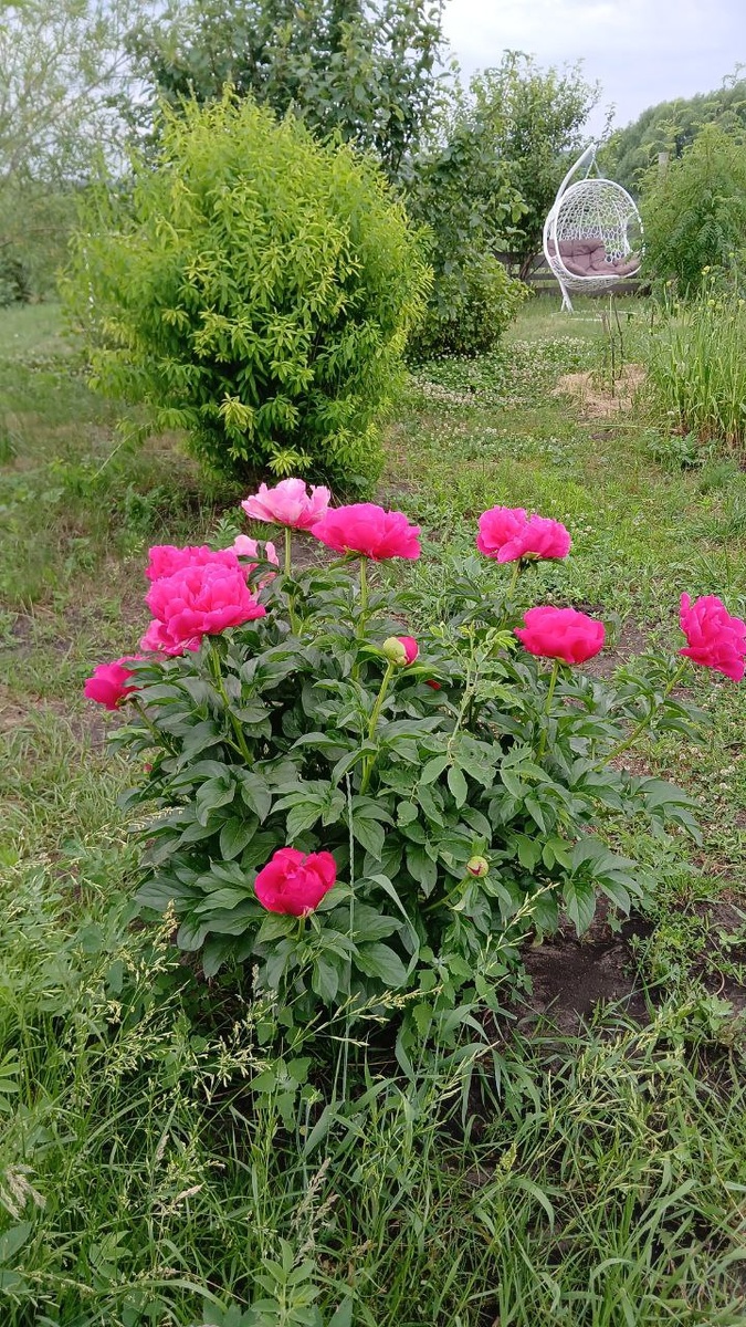 Косили неделю назад, а уже пора снова