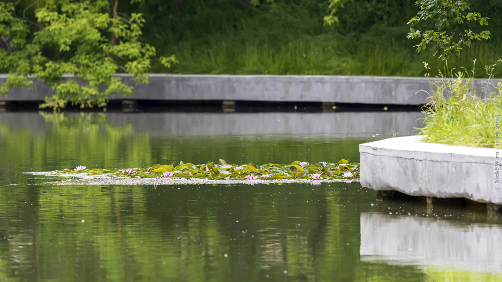 2. Кувшинки... © NickFW.ru — 11.06.2025г.