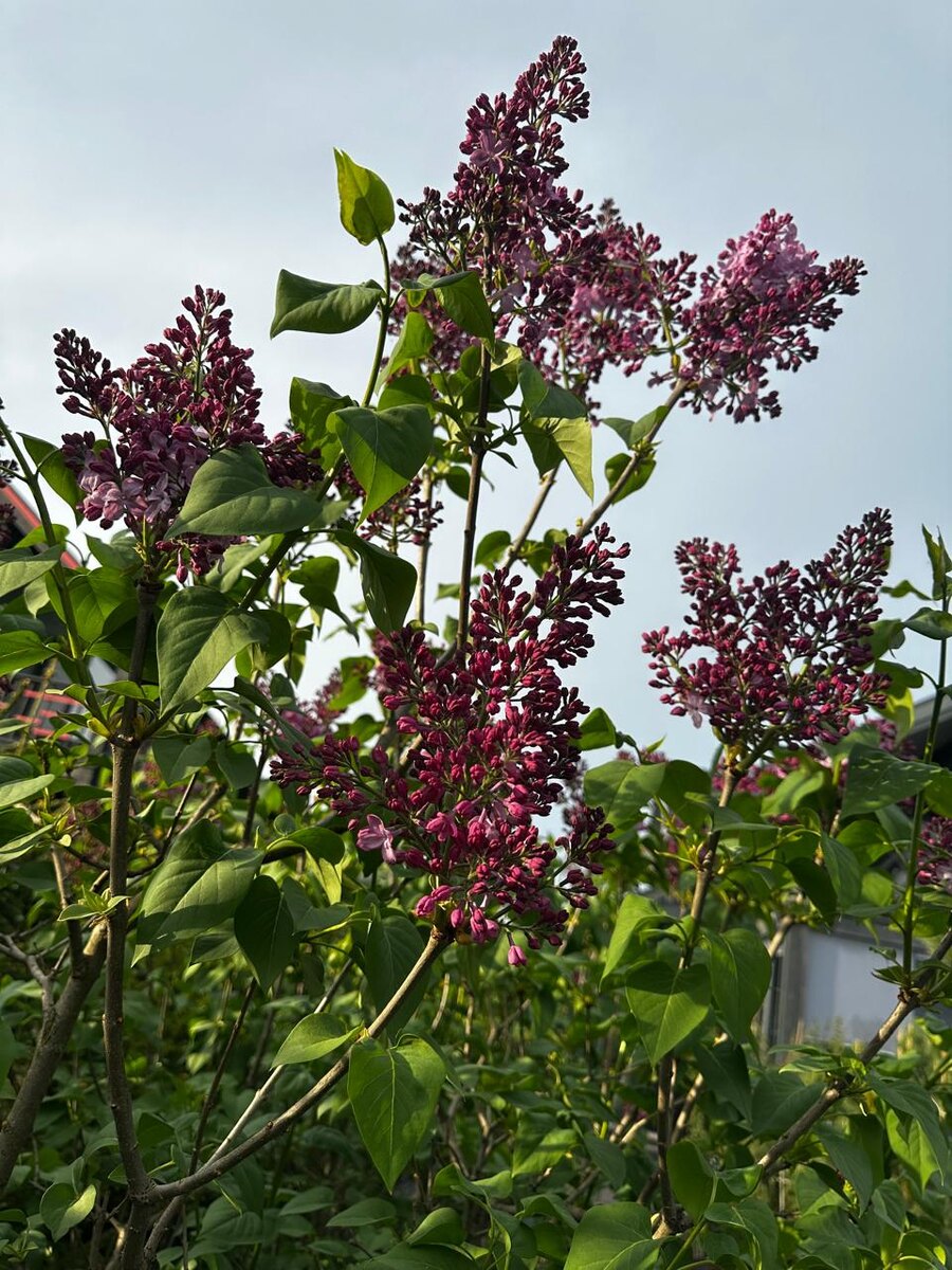 Сирень Buffon соцветия лилово-пурпуные
