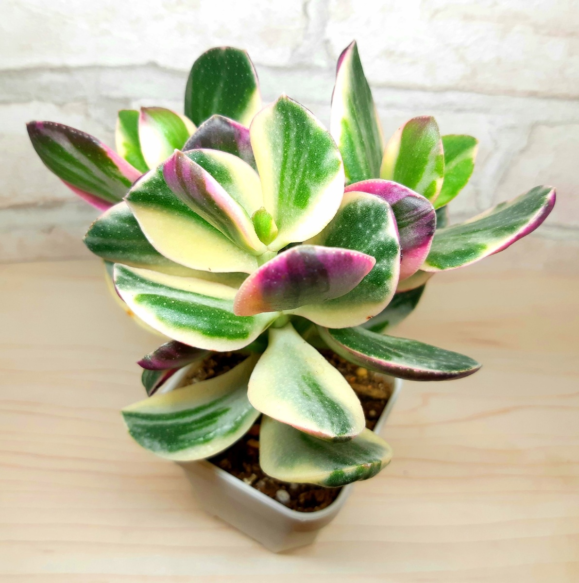 Фото 2. Триколор с ярко-розовым окрасом нижней части листьев. Выращен под фитолампами.