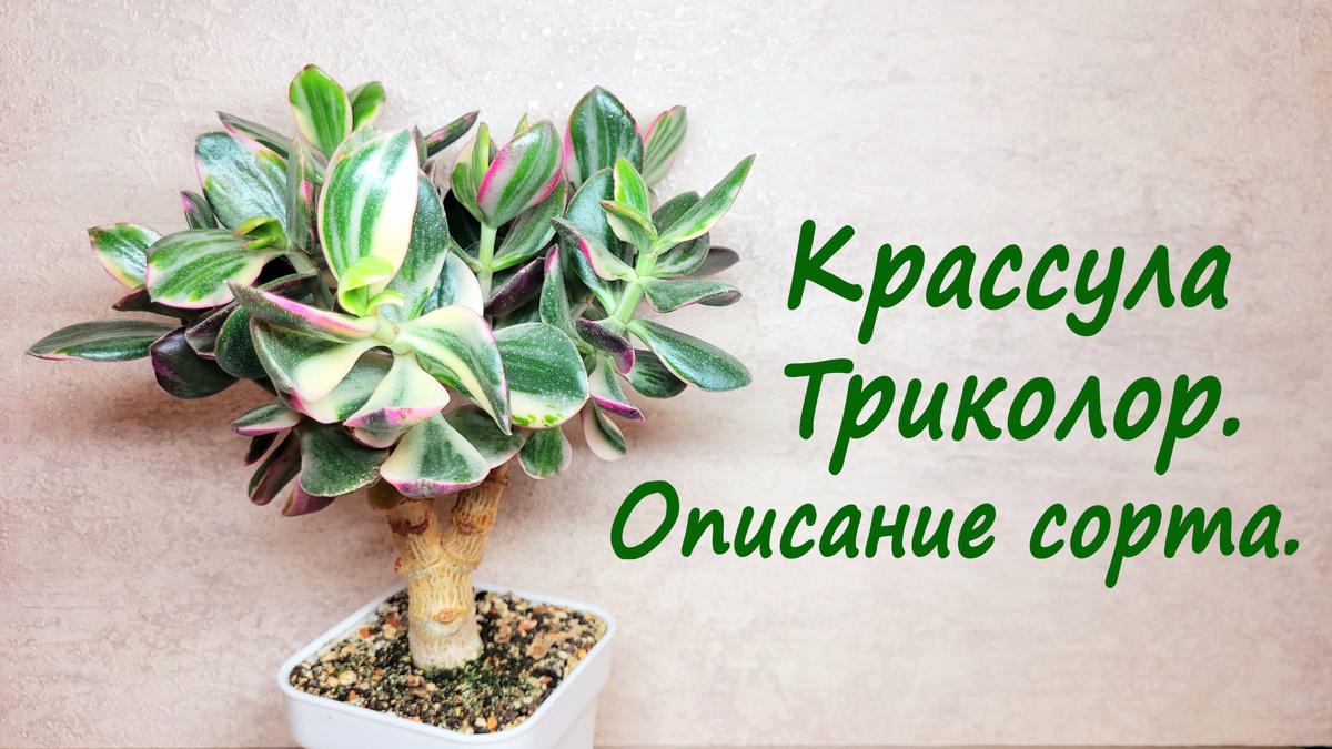 Фото 1 . Крассула Триколор.