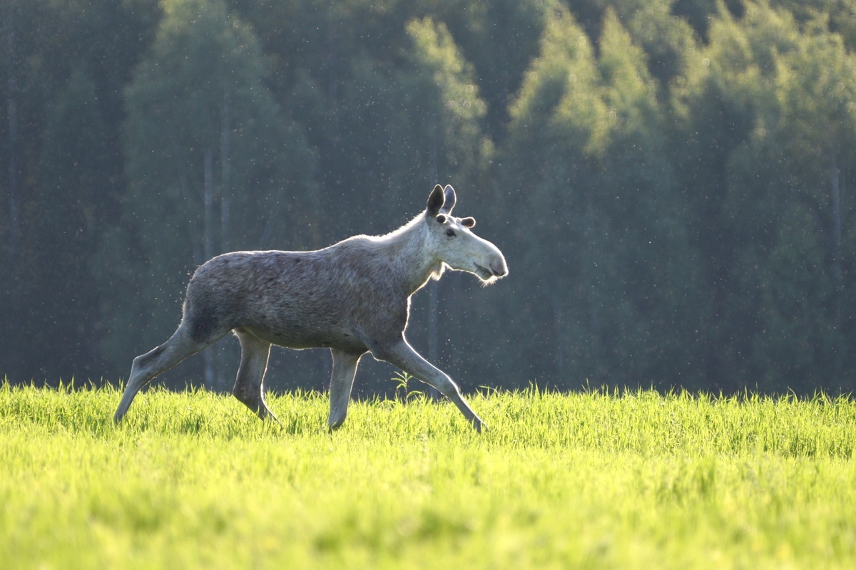Лось-альбинос в движении