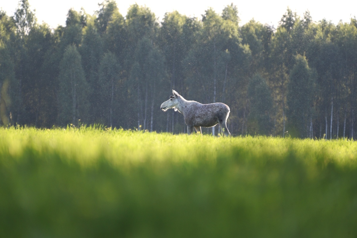 Лось-альбинос 